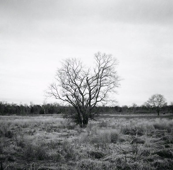 Black and white landscape photograph of a tree in winter, surrounded by tall grass in an open pasture.