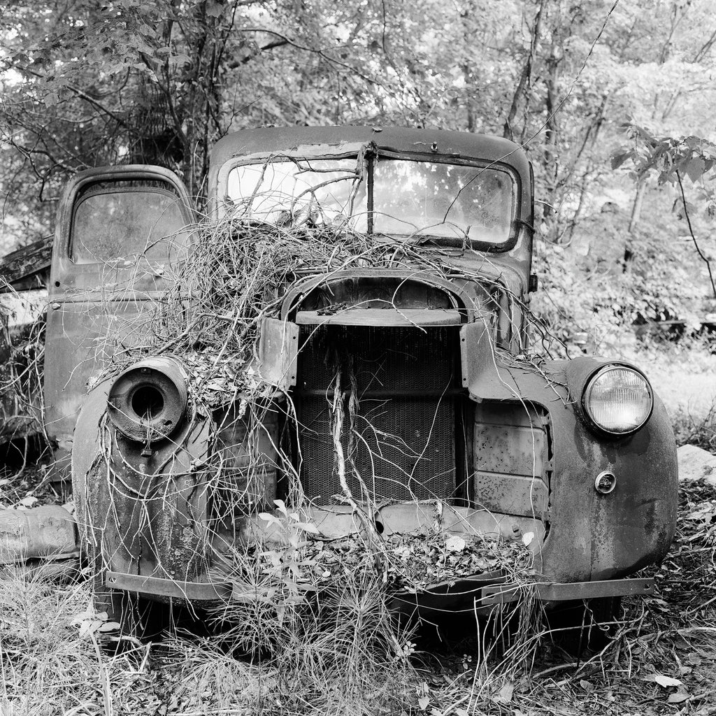 Black and white photograph of a rusty antique truck covered in dead vines in a junkyard in the American South. (Square format)