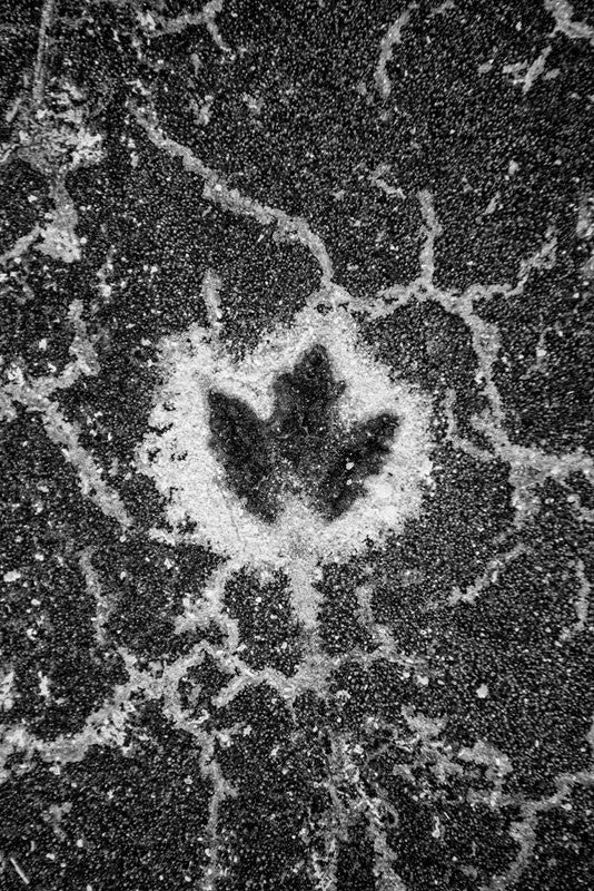 Black and white photograph of a leaf impression left behind after the leaf blew away, leaving only a ring of winter precipitation behind.