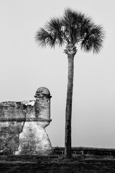 Black and white photograph of a towering palm tree on the lawn of the Castillo de San Marcos in St. Augustine, Florida.