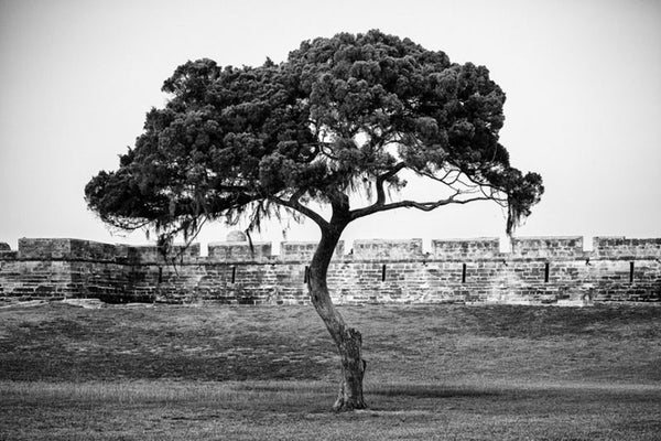Black and white photograph of one of the windblown trees on the grounds surrounding the Castillo de San Marcos, St. Augustine's historic Spanish fort built in the late 1600s on the shore of Matanzas Bay.