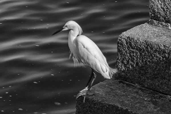 Black and white landscape photograph of a white egret fishing along the Atlantic shore at St. Augustine.