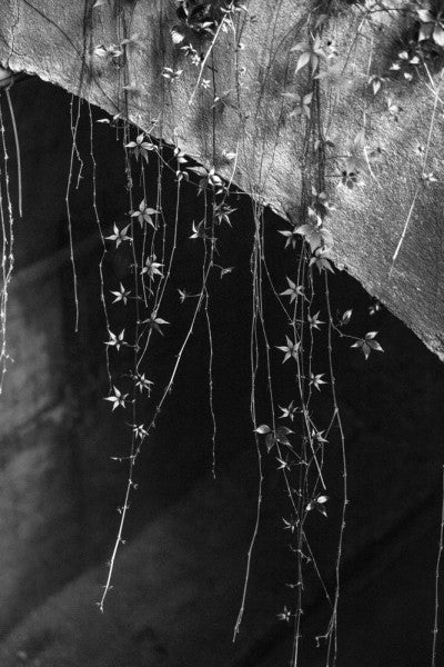 Black and white photograph of ivy hanging from an arch in the lower level tunnel of the abandoned Sloss Furnaces in Birmingham, Alabama.