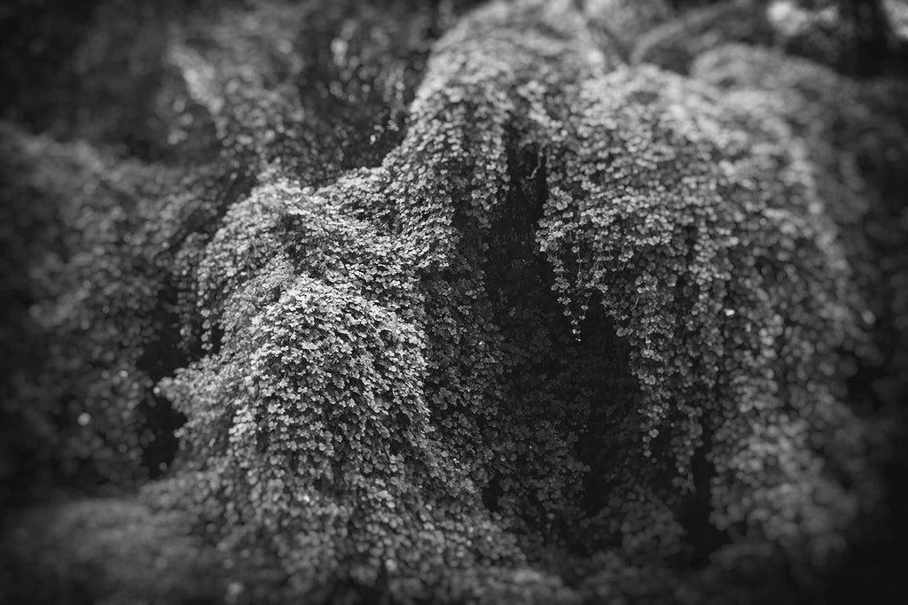 Black and white landscape photograph in the American South of kudzu vines overtaking trees and creating eerie shapes resembling creatures