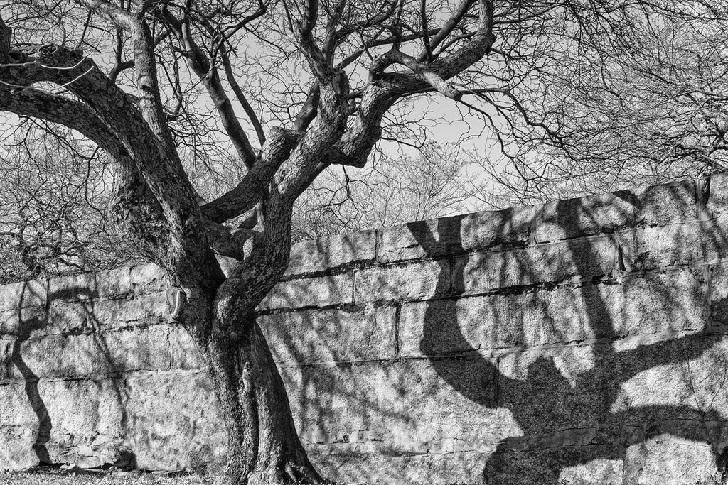 Black and white photograph of a tree casting a spooky shadow onto the perimeter wall outside the historic Old Burying Point Cemetery in Salem, Massachusetts. The tree shadow resembles some type of scary goblin.