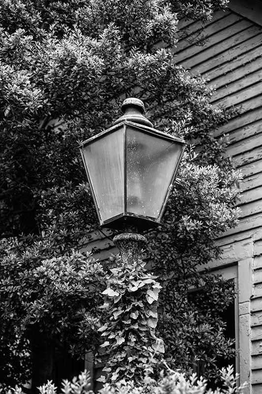 Black and white photograph of a vintage lamp draped in climbing ivy, in the lawn of a historic house in Franklin, Tennessee.