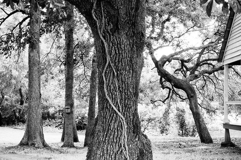 Black and white landscape photograph of big bayou trees in Lafayette, Louisiana.