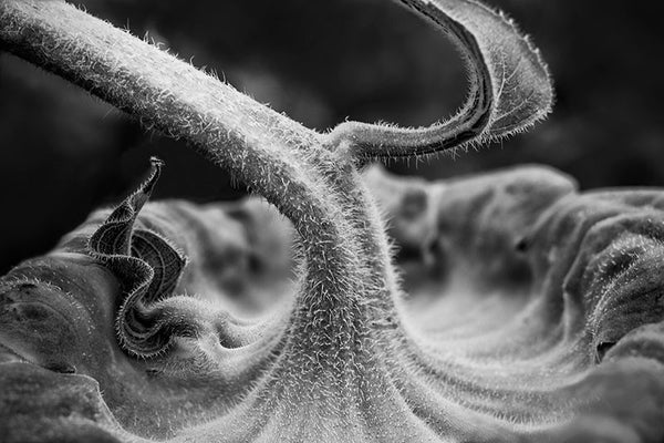 Black and white detail photograph of the fuzzy stem and back of a sunflower blossom with its head bowed in early morning.