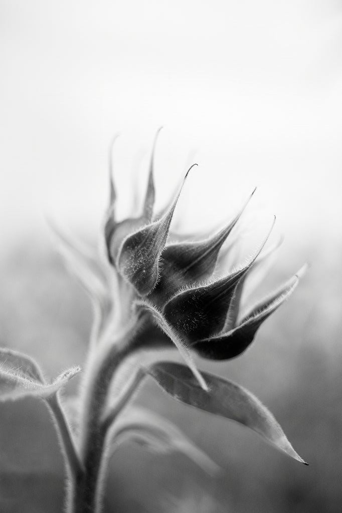 Black and white photograph of a new sunflower blossom, raising its head to greet a new day.