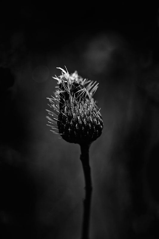 Moody black and white photograph of a thistle plant on a rainy winter day.