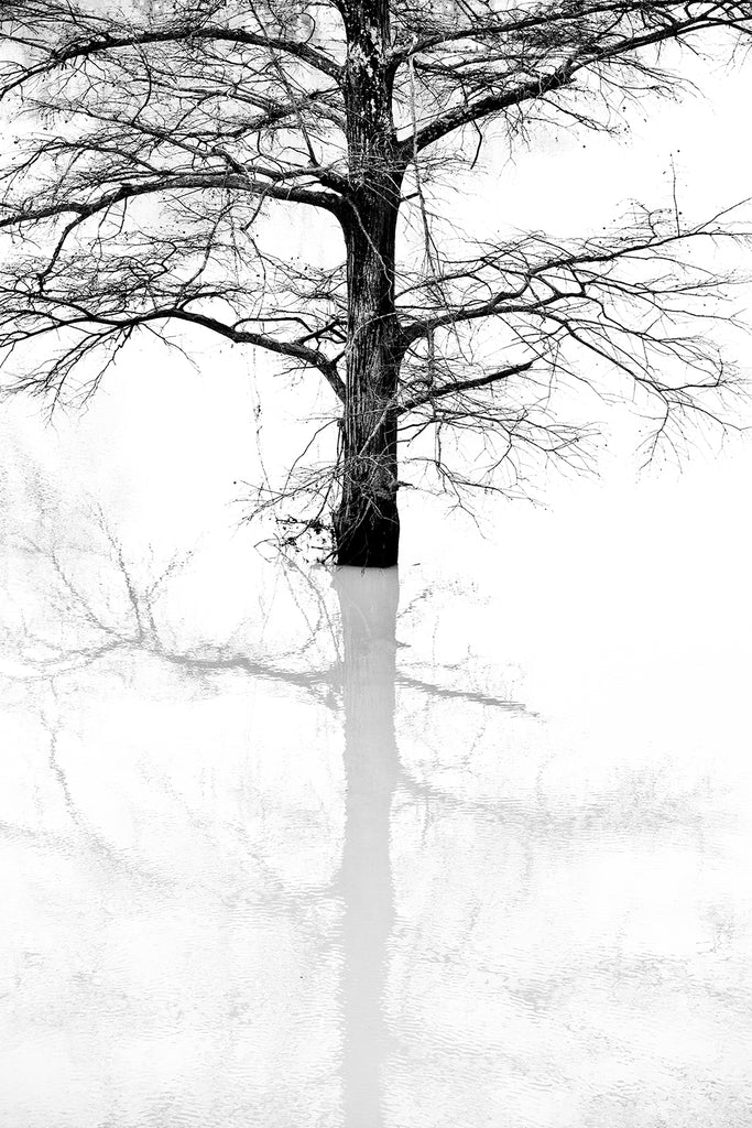 Big Tree in the Flooded Sunflower River, Clarksdale, Mississippi (A0012750)