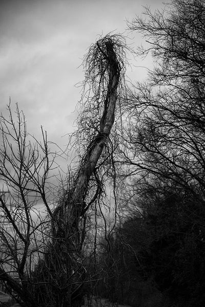 Moody black and white landscape photograph of a dead tree wrapped in a veil of barren climbing vines in winter.