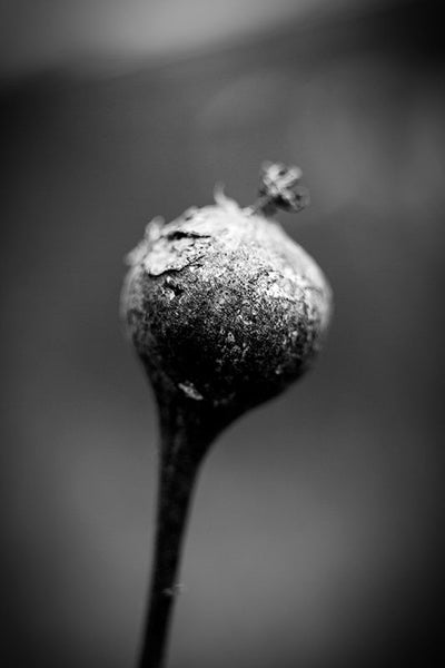 Black and white photograph of a round seed pod on a stem on a dark rainy winter day.