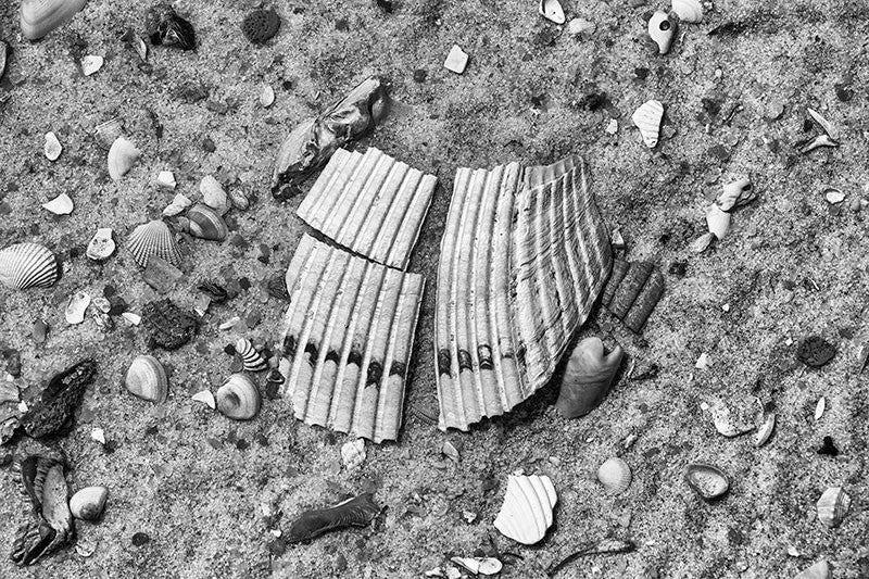 Black and white detail photograph of a large broken clam shell on the beach, surrounded by a scattered assortment of smaller shells.