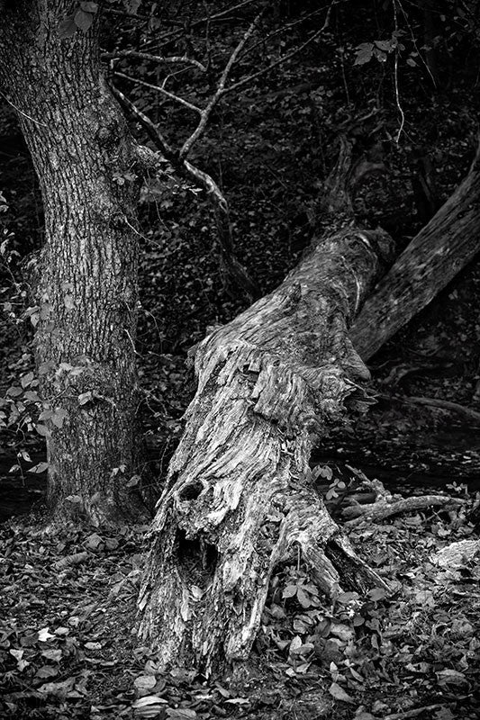 This photograph made along a stream in the forest is a study in tonal contrast and detail.