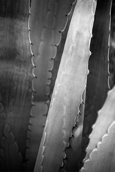 Black and white fine art photograph of a yucca plant.
