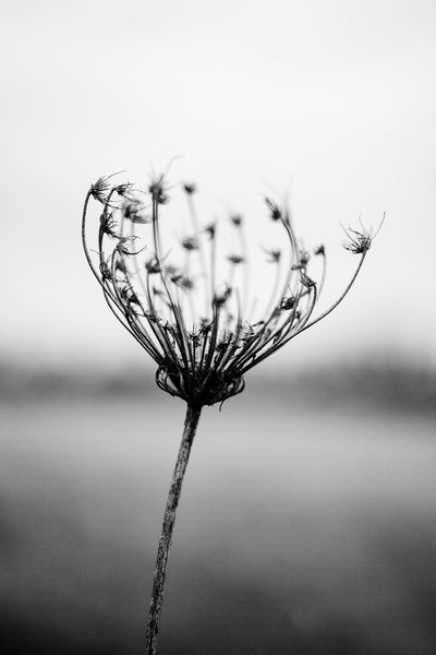 Black and white detail photograph of an empty prairie seed head on a bleak but beautiful winter morning.