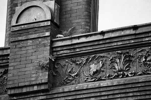 Black and white photograph ferns growing from the cracks of an ornate historic building circa 1891, located on King Street in Charleston, South Carolina.