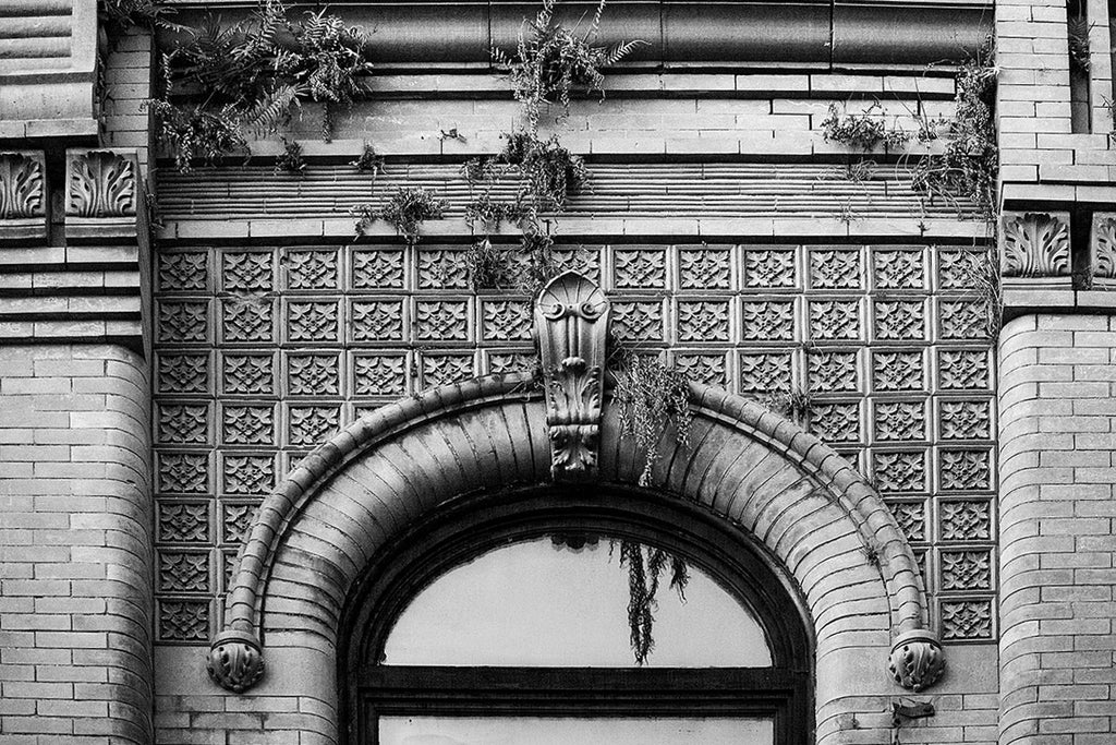 Black and white photograph of ferns growing from the ornate stonework of a historic storefront building from 1891, on King Street in Charleston, South Carolina.