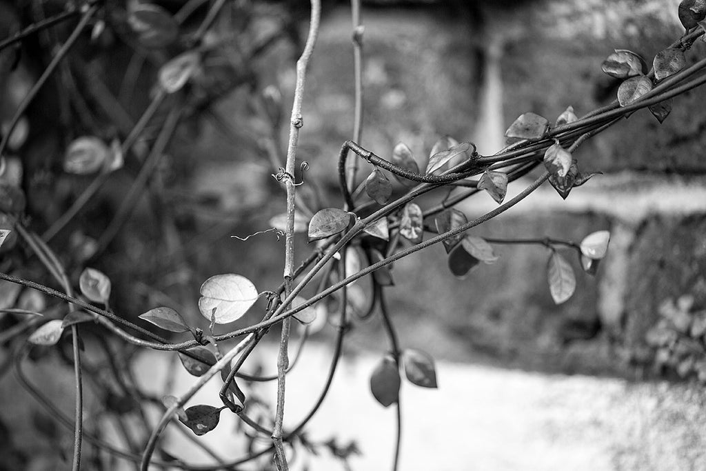 Black and white detail photograph of beautiful tangled vines growing along the ancient stone walls on the grounds of the old Charleston Jail built in 1803.