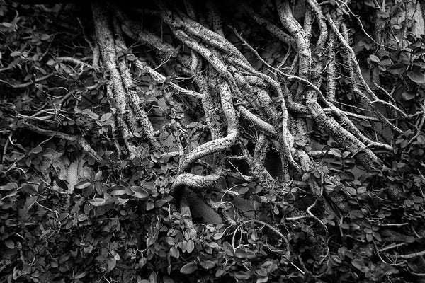 Black and white photograph of tangled foliage climbing the side of the Charleston Music Hall on John Street.