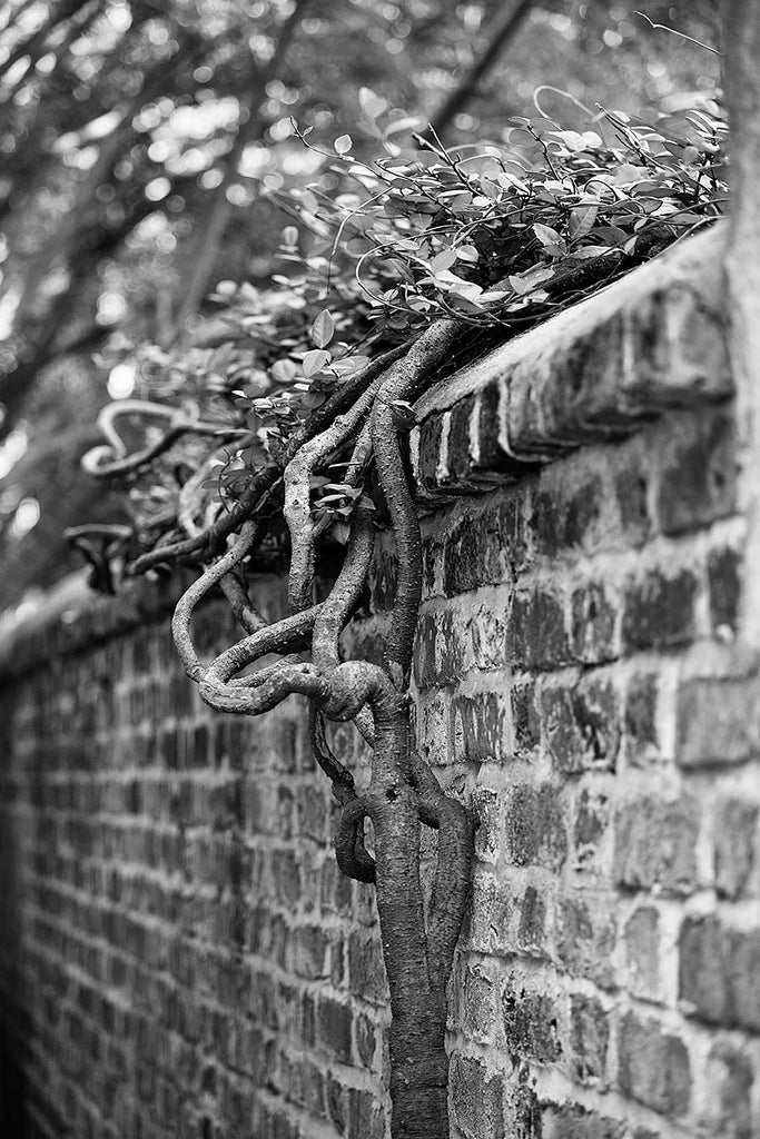 Black and white photograph an old brick boundary wall with clinging foliage in an alley of Charleston's romantic French Quarter.