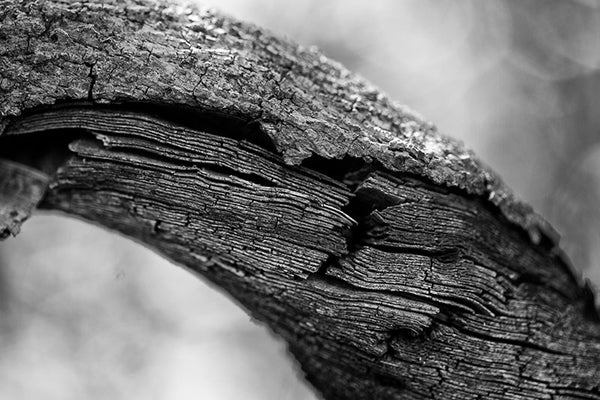 Black and white photograph of the linear texture of striations inside a very thick vine hanging from a big tree in the forest.