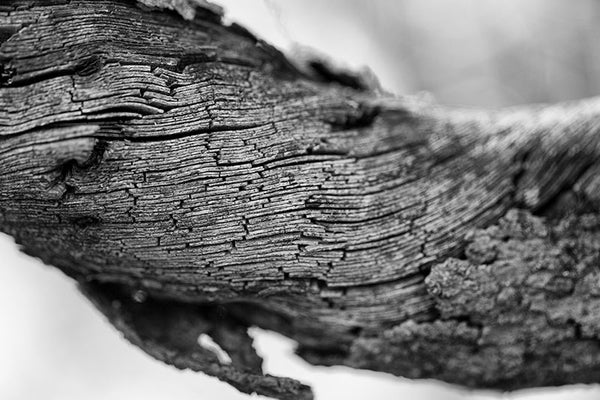 Black and white photograph of the twisted fibers inside a very thick old vine hanging from a big tree in the forest.