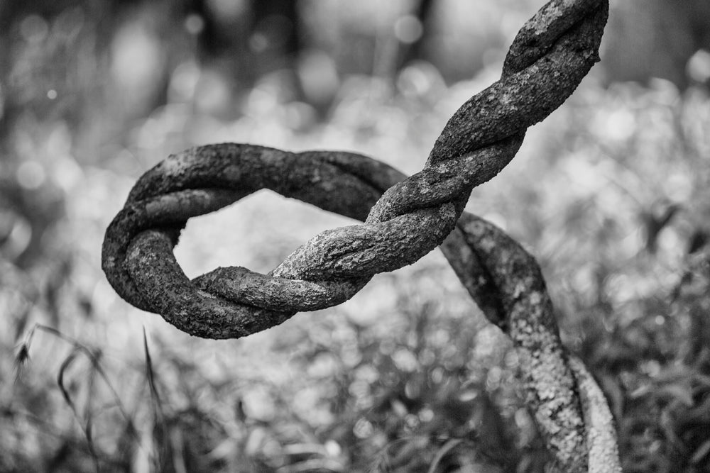 Black and white photograph of a thick curved and twisted vine found in the forest.