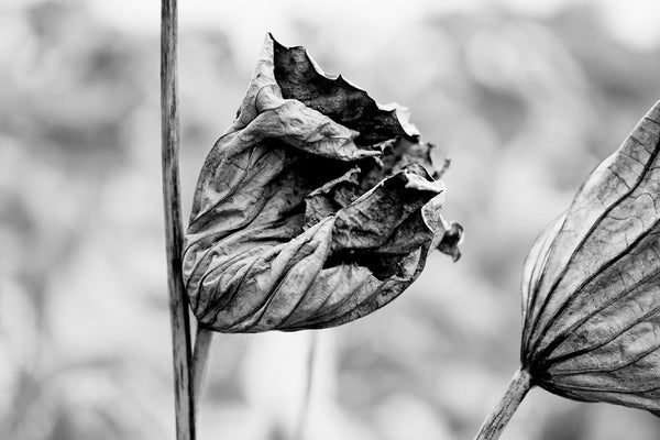 Black and white landscape photograph composed of two withering lotus plants in late autumn, seen in the pond where they grew.