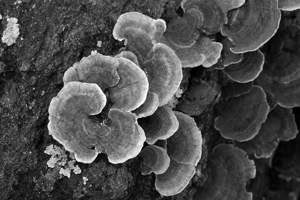 Black and white fine art photograph of spiral-shaped fungus "ears" growing on a fallen tree in the forest.