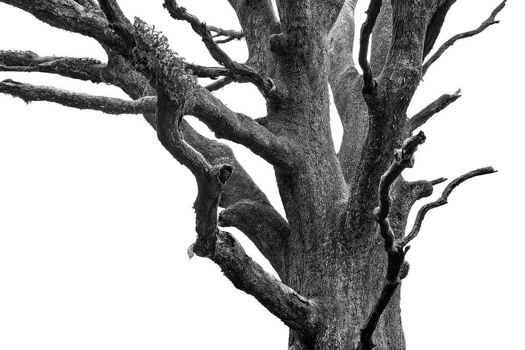 Black and white landscape photograph of a massive, black tree isolated against a stark white sky.