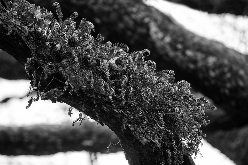 Black and white photograph of big black tree branch hosting a growth of ferns in its bark