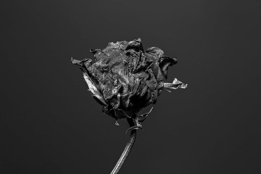 Black and white photograph of a beautifully wrinkled red rose.