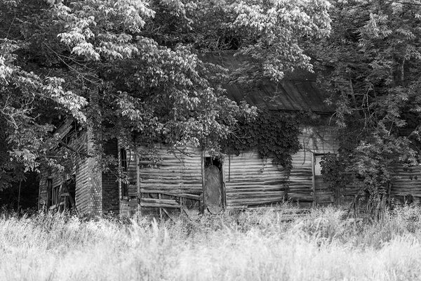 Black and white photograph of an abandoned and collapsing old house tucked away into a grove of trees in the rural countryside.