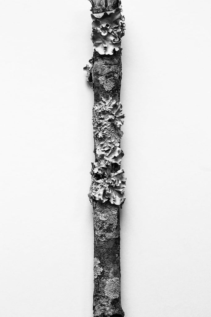 Tree Branch with Lichens Black and White Photograph (A0031151)
