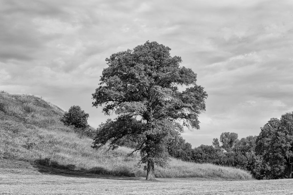 Black and white landscape photograph of a big, beautiful tree growing near the base of Monk's Mound at the ancient Cahokia Mound Site in Illinois. Monk's Mound was built of soil carried in baskets over 1,000 years ago. Cahokia, once the largest city in North America, is now a UNESCO World Heritage Site.