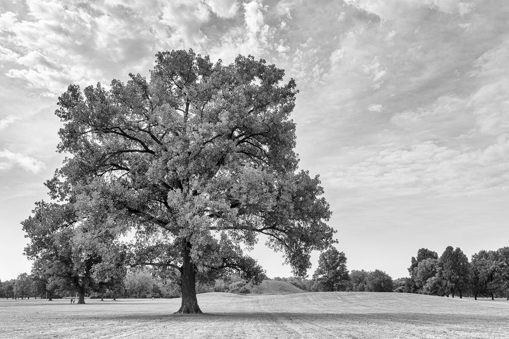 Black and white landscape photograph of a big, beautiful tree growing on the grounds at the ancient Cahokia Mound Site near St. Louis. In the background are several mounds built of soil carried in baskets by Native Americans over 1,000 years ago.