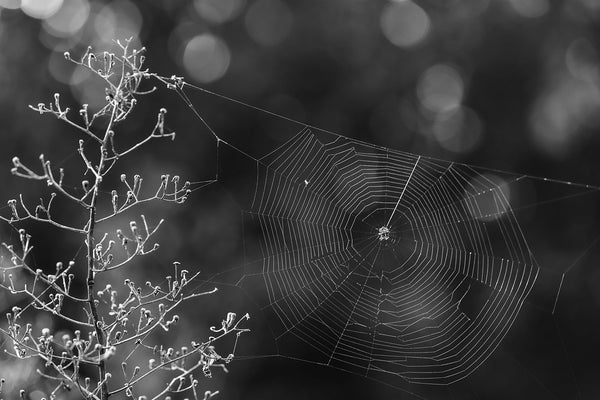 Black and white landscape photograph of autumn morning sunlight catching the threads of a spider web.