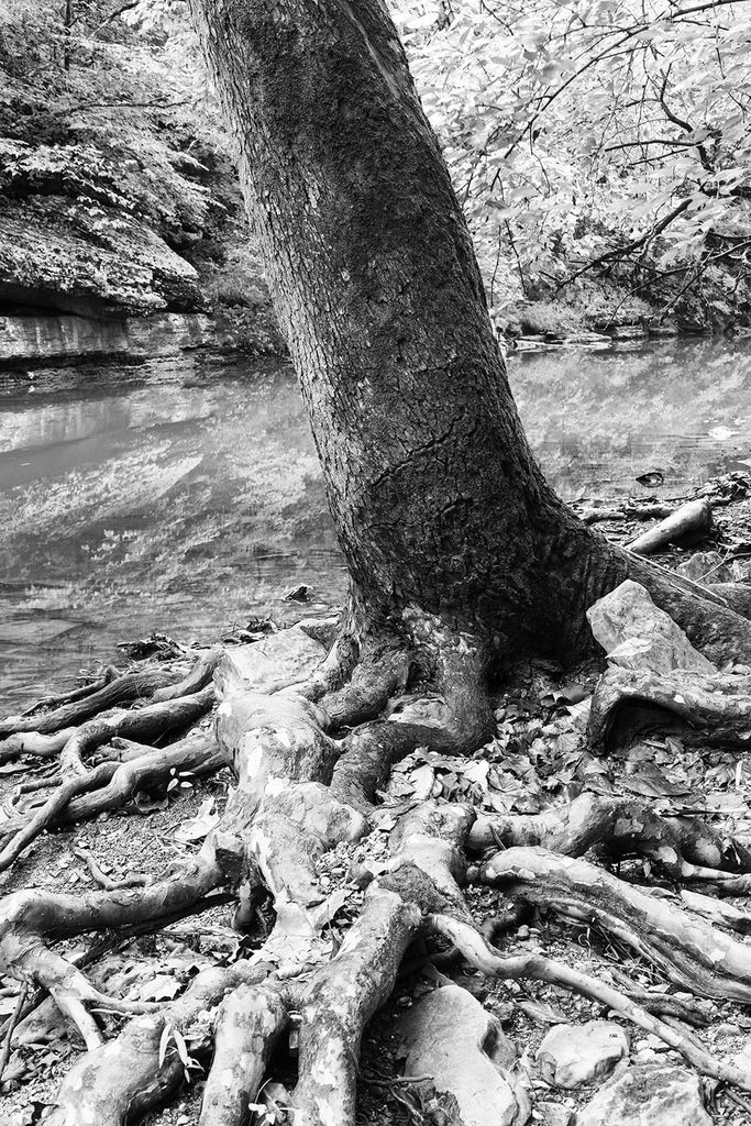 Black and white landscape photograph centered on a huge tree with tangled roots running along the gravel, stones, and freshwater clam shells on the side of a languid creek.