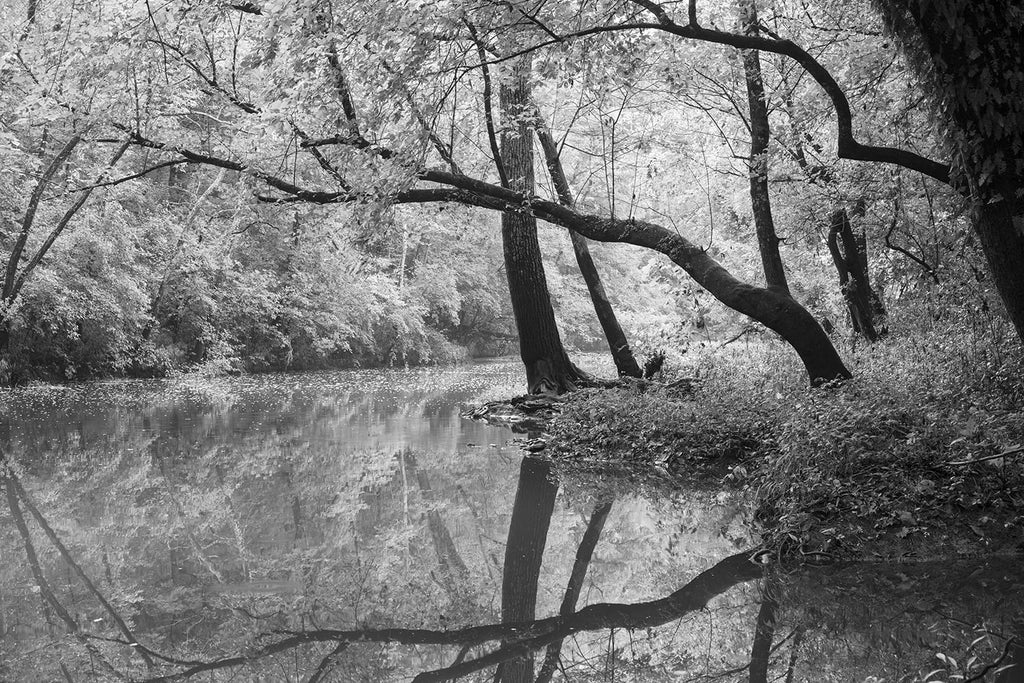 Black and white landscape photograph of a lazy rolling creek and big, black trees glowing in late summer sunlight.