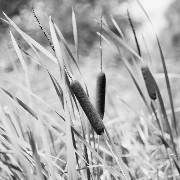 Black and white landscape photograph of cattail reeds swaying back and forth in a gentle summer breeze. (Square format)