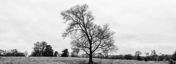 Black and white panoramic landscape photograph centered on a barren black tree amid a wide rolling landscape.