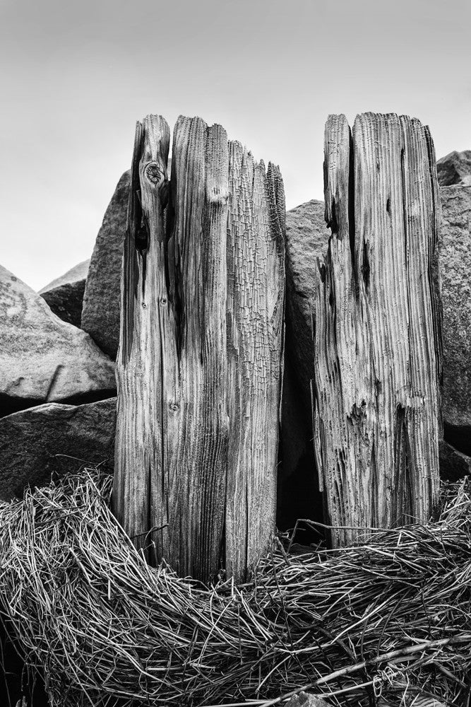 Black and white landscape photograph of a weathered beach fence on the bay at Charleston, South Carolina