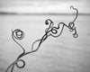 Black and white photograph of a curled and twisted vine growing on the shore of a lake. This photograph appeared occasionally on the second floor hallway set of the TV program Melissa and Joey.