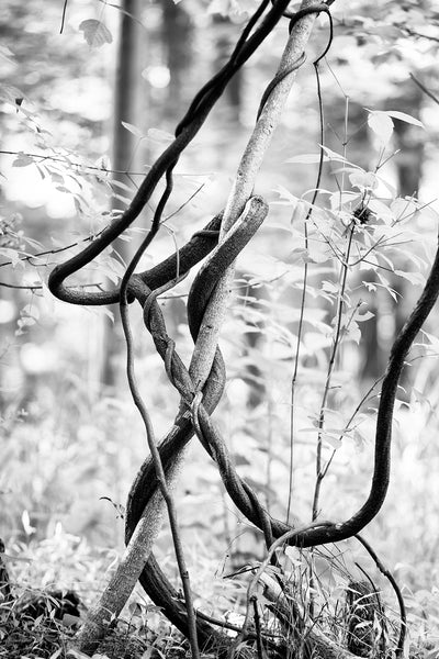 Black and white landscape photograph of forest vines tangled around each other forming interesting shapes