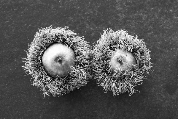 Black and white photograph detail study of two big, fuzzy acorns from a bur oak tree.