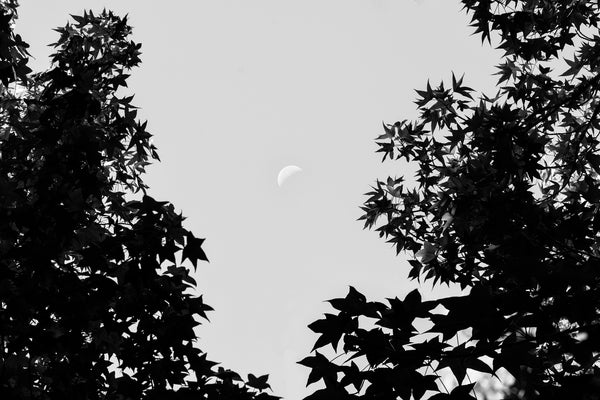 Black and white landscape photograph of the moon in early morning framed by dark tree leaves.