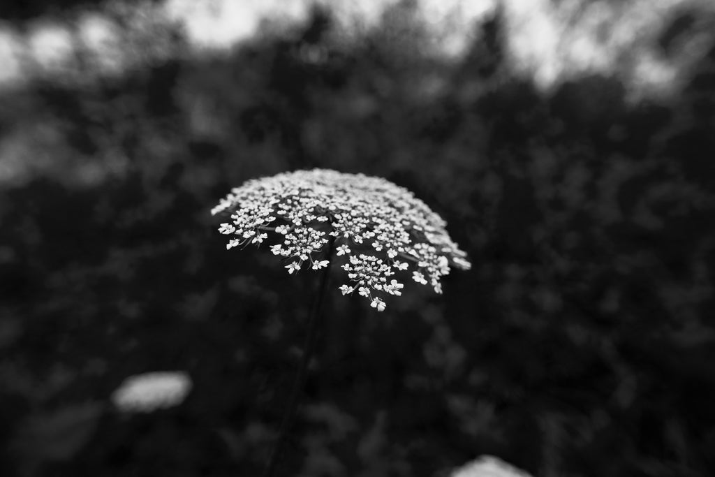 Black and white landscape photograph of the white flowers of Queen Anne's Lace in the low light of early morning.