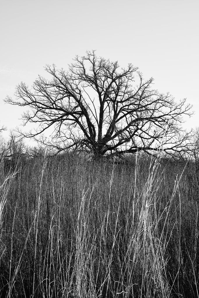 Black and white fine art photograph of a barren black tree in winter standing amid tall grass on the American prairie.
